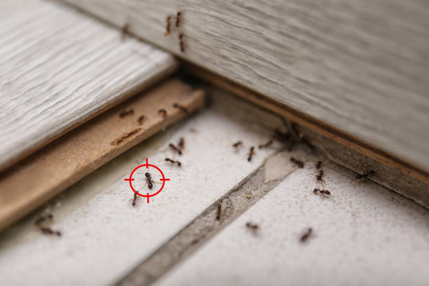 Best Wildlife Control Services  in Cedville, AR