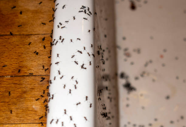 Best Pest Control Cost  in Cedville, AR